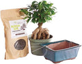 Brussel's Bonsai - Medium Ficus Live Bonsai Tree, Potted Indoor Plant by BrusselsBonsai