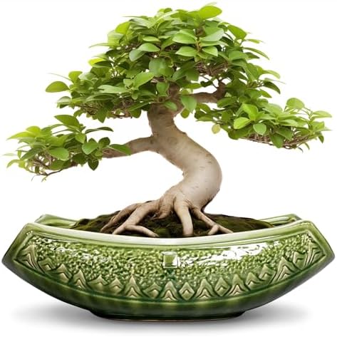 Bonsai Planter 18 Inch - Large Ceramic Succulent Pots with Drainage Hole, Bonsai Pots for Indoor Outdoor Plant, Ceramic Flower Pot, Decorative Plant Pot, Garden Decor, Housewarming Gift, Green by Teagas