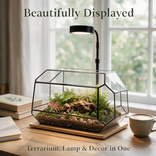 Luckyrunes Complete Glass Terrarium Kit with Live Moss, Rectangle - Image 6