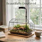 Luckyrunes Complete Glass Terrarium Kit with Live Moss, Rectangle - Image 6