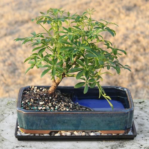 Brussel's Bonsai - Medium Live Bonsai Tree, Potted Indoor Plant - Image 5