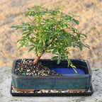 Brussel's Bonsai - Medium Live Bonsai Tree, Potted Indoor Plant - Image 5