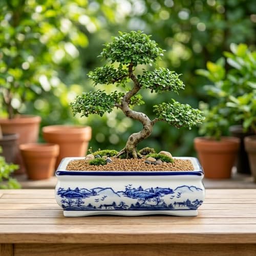 Villa Como 9" Large Blue and White Ceramic Bonsai Pot with Drainage Hole - Image 4