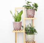 Gepege Ceramic Plant Pots, 6 Inch Indoor Planters with Drainage & Saucers - Image 7