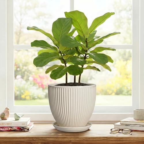 Ceramic Flower Pots, 8 Inch Plant Pot with Saucer, Cream White - Image 7
