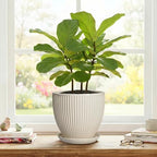 Ceramic Flower Pots, 8 Inch Plant Pot with Saucer, Cream White - Image 7