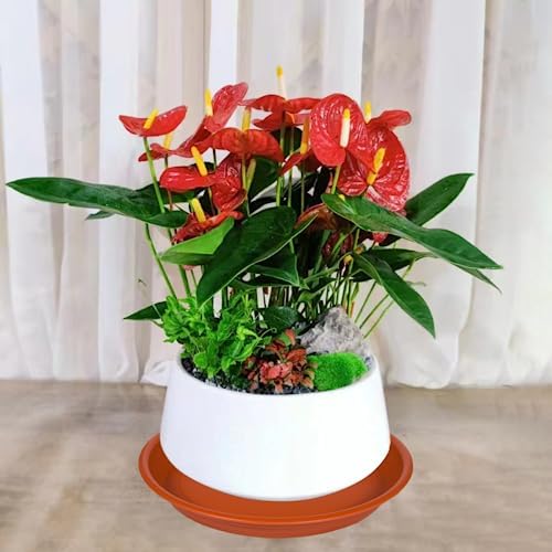 Plant Saucer Pot Tray 14 inch, 4 Packs Plastic Flower Planter Saucers and Drip Trays for Indoors Outdoors, Heavy Durable Plant Plate Water Catcher (Terracotta) - Image 5