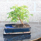 Brussel's Bonsai - Medium Live Bonsai Tree, Potted Indoor Plant - Image 6