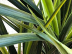 AMERIQUE Gorgeous 3.5 Feet Tropical Green Yucca Artificial Plant Tree with Nursery Pot, Real Touch Technology, 160 Leaves - Image 2