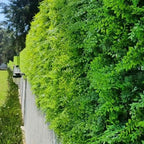 GreenSmart Premium Artificial Grass Wall Panels | Realistic Plant Greenery Privacy Panels | Decor for Fence, Garden, Patio & Balcony | Never Fade Indoor Outdoor Use (Maya) - Image 5
