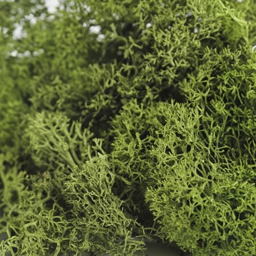 SuperMoss (25155) Reindeer Moss Preserved, Basil, 3 Pounds - Image 3