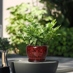 SQOWL Ceramic Pot for Plants - 6 Inch Plant Pot Indoor with Drainage Hole and Saucer, Decorative Flower Pot Outdoor, Round Succulent Planter, Front Porch Decor, House Warming Gifts New Home, Red - Image 4