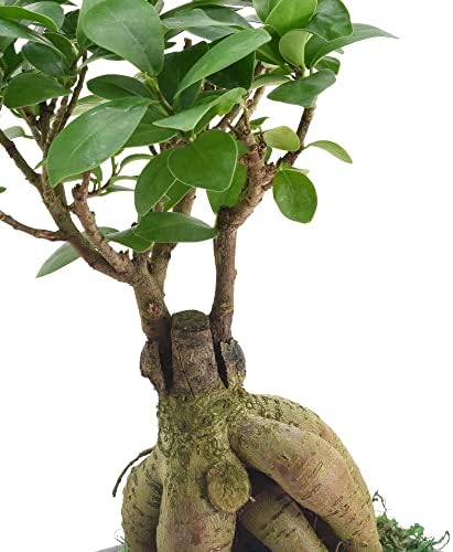 Ginseng Ficus Bonsai Live Indoor Plant in Carolina Square Ceramic Planter for Home, Work, or Gift, Black *Cannot Ship to California* - Image 3