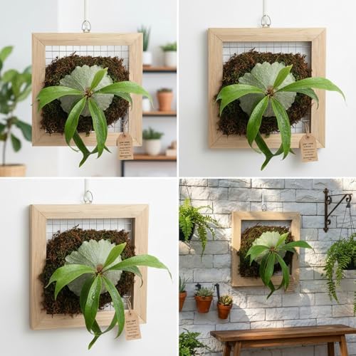 Staghorn Fern Mounting Frame Kit Wooden Wall Planter Vertical Gardens Hanging Plant Holder for Platycerium, Orchids and Succulents(Wood) - Image 6