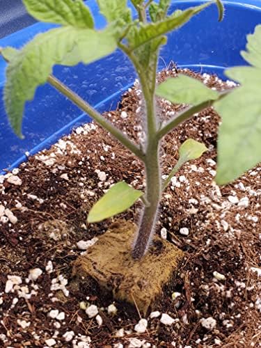 50QT Organic Perlite Horticultural Soil Amendment for Plants and Enhanced Drainage Enhanced - Image 7