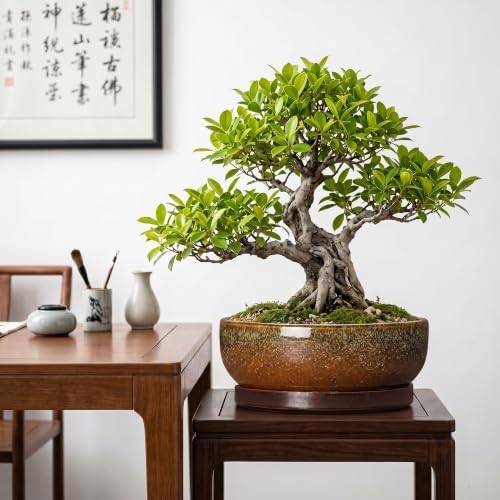 Bonsai Tree Pots 10 Inch, Ceramic Succulent Pots, Speckle Brown - Image 3