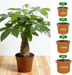 All-Natural Money Tree Soil & Indoor Potting Mix 10QT - Drainage-Enhanced Plant Soil for Healthy Indoor Plants - Image 6