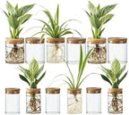 Glass Plant Propagation Stations for Plants – Set of 12(6 Large & 6 Small) Hydroponic Vases for Plant Cuttings,Flower Arrangements, Home & Office Decor–Desktop Vases for Living Room, Bedroom (12) by wangsdjy