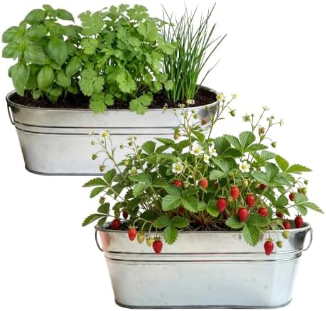 Buzzy Seeds Windowsill Grow Kit 2-Pack, Metal Planter, Strawberry & Herbs - Image 2