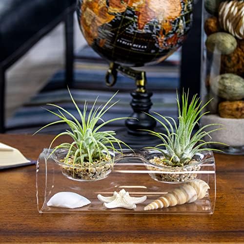Live Tillandsia Air Plants - Bulk Pack of 25 Plants - 1-2" Each - Assorted - Live Indoor House Plants for Terrariums, Hanging Planters, and Home Decor - Image 6