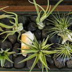 Live Tillandsia Air Plants - Bulk Pack of 25 Plants - 1-2" Each - Assorted - Live Indoor House Plants for Terrariums, Hanging Planters, and Home Decor - Image 5