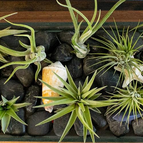 Live Tillandsia Air Plants - Bulk Pack of 25 Plants - 1-2" Each - Assorted - Live Indoor House Plants for Terrariums, Hanging Planters, and Home Decor - Image 5