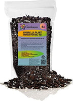 Gardenera Umbrella Plant Premium Potting Mix - Experience The Difference of Hand-Mixed Quality and Natural Ingredients - 4 Quart by Gardenera