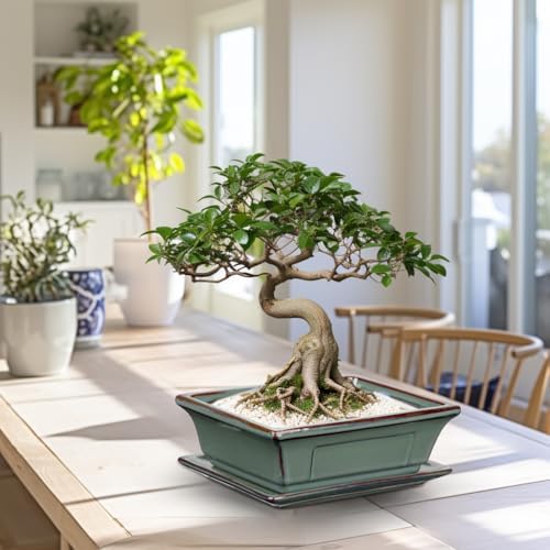 Villa Como Set of 2 Bonsai Pots with Drainage Tray, 7.5" Green Glazed - Image 5