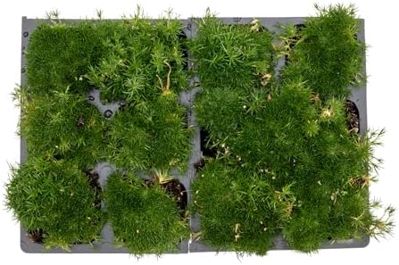 12 Irish Moss – Soft Evergreen Mossy Groundcover with White Spring Flowers for Rock Gardens & Pathways (Sagina subulata) in 2.5″ Cubes, Live Plants - Image 7