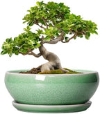 SQOWL Bonsai Pots - 10 Inch Ceramic Succulent Pots with Drainage Hole and Saucer, Shallow Planter for Indoor Plants Flowers, Round Planter Bowl, Living Room Decor, Plant Lover Gifts, Green by SQOWL