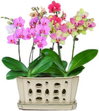 W&W Orchid Pot with Holes and Saucer for Repotting, Cream White, 9.7 Inch - Image 6