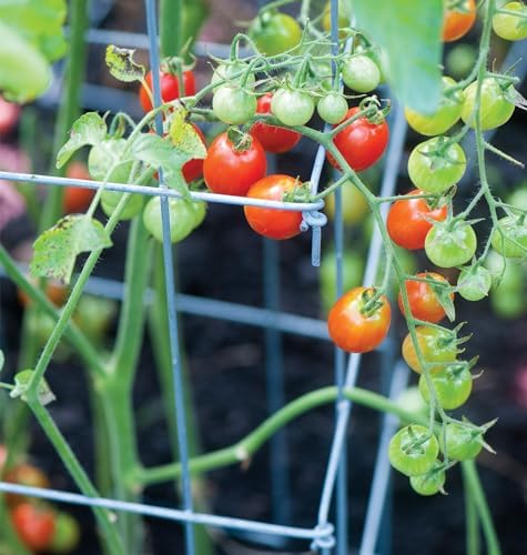 Burpee Medium Heavy Gauge Tomato Cage | 3 Cages for Plant Support in Garden | 14" x 14" x 48" | Made in The USA| Grow Healthier, More Productive Tomato Plants - Image 3