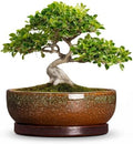 Bonsai Tree Pots 10 Inch, Ceramic Succulent Pots, Speckle Brown by Unknown
