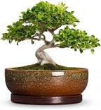 Bonsai Tree Pots 10 Inch, Ceramic Succulent Pots, Speckle Brown by Unknown