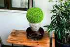 16" Wooden Fishbowl Display Stand for Vases and Planters - Image 3