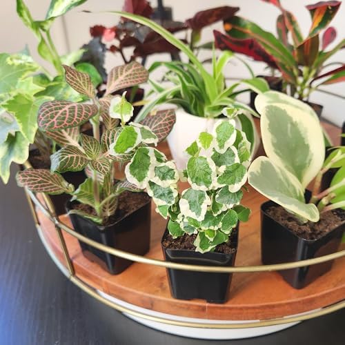 Easy to Grow Houseplants (12 Pack) Live House Plants in Plant Containers, Growers Choice Plant Set in Planters with Potting Soil Mix, Home Décor Planting Kit or Outdoor Garden Gifts by Plants for Pets - Image 7