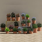 Fcacti 9 Inch Clay Pot for Plant with Saucer - 2 Pack Large Terra Cotta Plant Pot with Drainage Hole, Clay Planters Pot, Terracotta Pots for Indoor Outdoor Plant - Image 4