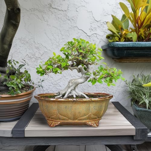 Ceramic Bonsai Pots - 11 Inch Succulent Planters for Indoor Outdoor Plants, Bonsai Tree Pots with Drainage Hole, Shallow Succulent Plant Pot, Room Decor, Plant Lover Gift, Oval Yellowish Brown - Image 3