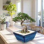 Villa Como Set of 2 Large Bonsai Pots with with Drainage Hole, 10" - Image 5