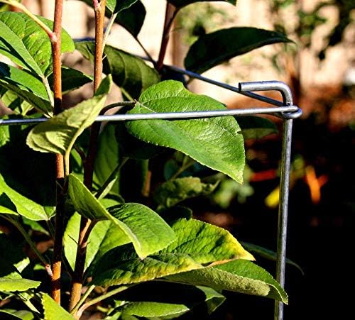 46" Height 12" Width 2PCS Galvanized Square Folding Tomato Cage,Plant Support Stake Tower - Image 7