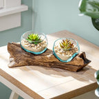 Cape Craftsmen Set of 2 Terrariums | Hand-Blown Blue Tinted Bubble Glass On Natural Teak Driftwood Terrarium | Home Décor Indoor Planter with Stand | Pot for Succulent and Plants by CapeCraftsmen