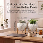 Metal Indoor Planter for Succulents with Drainage Hole and Cocopeat Disc, Set of 2 for Home Decor. (White & Gold) - Image 2