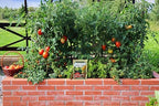 The Old Farmer's Almanac Tomato & Vegetable Plant Food Mini Spikes - NPK 6-4-6 for Continuous Feeding and Bountiful Harvests (72 Mini Spikes) - Image 4