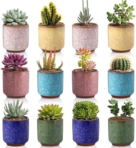 12 Pack Small Ceramic Succulent Pots with Drainage Hole by Ferrochef