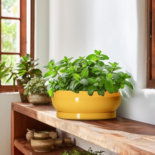 Succulent Pots 10 Inch - Ceramic Bonsai Pots with Drainage Hole and Tray, Shallow Plant Pot Indoor Outdoor, Modern Bonsai Tree Pot, Round Planter Bowl, Home Decor, Housewarming Gift, Yellow - Image 6