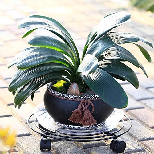 8 Packs Large Metal Plant Caddy with Wheels 13" and 11.8" Heavy-Duty Wrought Iron Rolling Plant Stands with Casters Plant Dolly Plant Roller Base Indoor and Outdoor Plant Pot Movers Planter Rollers - Image 4