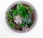 WGV Bowl Glass Vase, Diameter 10", Height 8", Open Width 6", (Multiple Sizes Choices) Clear Bubble Planter Terrarium Fish Bowl for Wedding Event Home Decor, 1 Piece (VBW0010) - Image 4