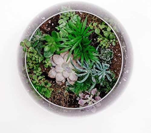 WGV Bowl Glass Vase, Diameter 10", Height 8", Open Width 6", (Multiple Sizes Choices) Clear Bubble Planter Terrarium Fish Bowl for Wedding Event Home Decor, 1 Piece (VBW0010) - Image 4