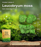 Live Moss – Leucobryum Moss (2 Sheets, Each Approx. 3.5"x7") for Terrariums, Bonsai, Potted Plants & Natural Moss Art – Cushion-Style Texture, Naturally Grown, Reusable, Not Artificial - Image 2