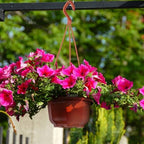 AUEAR, 50 Pack Plastic Hanging Plant Pots Containers Outdoor Indoor Planters with Drainage Holes Hooks Brown - Image 6